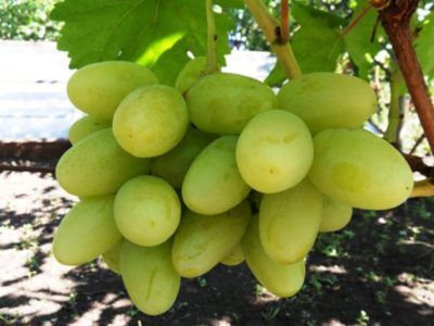 сорт винограда анюта