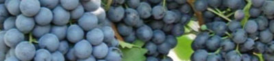 виноград кодрянка описание сорта