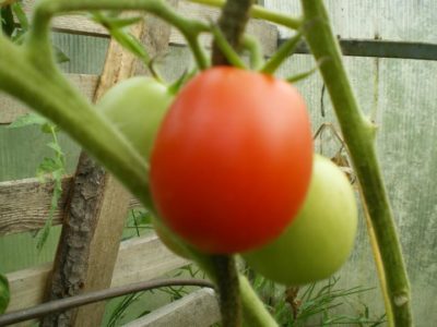 опыление помидор в теплице