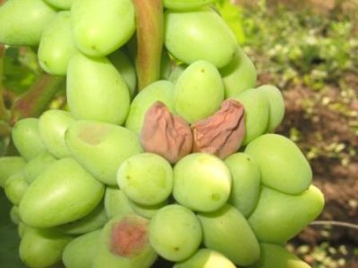 гниет виноград что делать