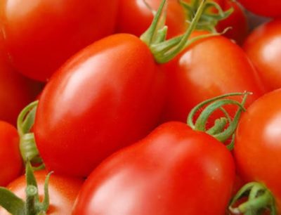 итальянские сорта томатов