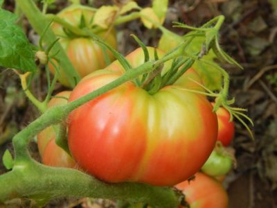 сорта томатов для юга россии