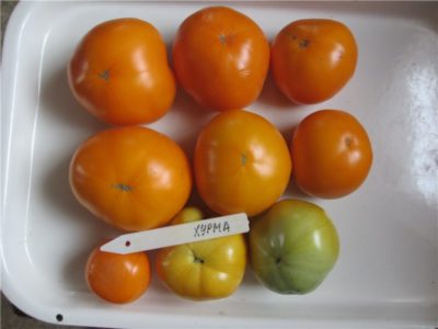 сорт томатов челнок