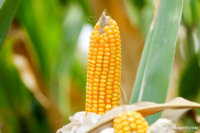 влажность кукурузы при хранении