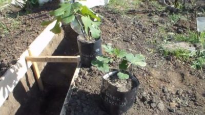 как посадить виноград на урале весной