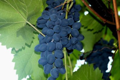 сорта винограда для северо запада