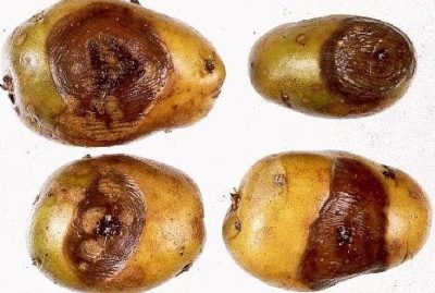 почему картофель чернеет внутри при хранении