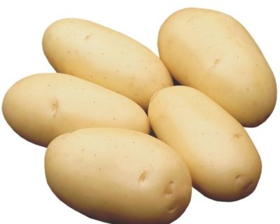 картофель невский описание сорта