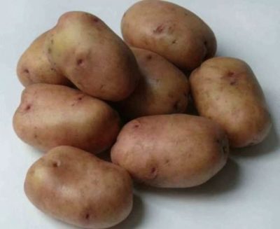 крупные сорта картофеля