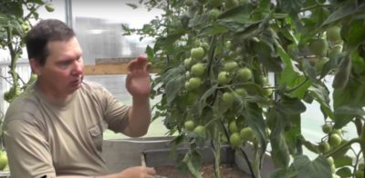 пасынкование помидоров в открытом грунте