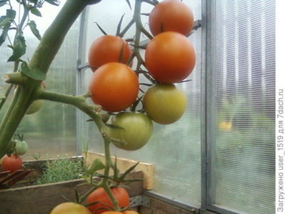 не краснеют помидоры в теплице что делать