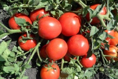 ультраранние сорта томатов