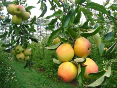 как посадить карликовую яблоню