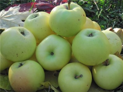 сорта яблонь для тверской области