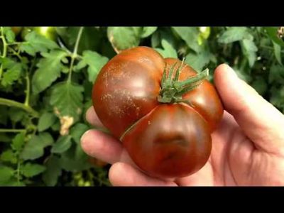 мясистые сорта томатов