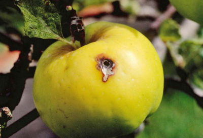плодожорка на яблоне методы борьбы