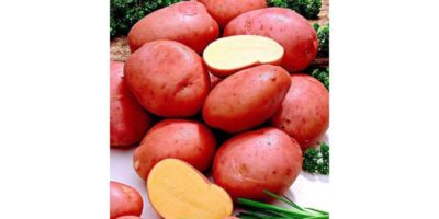 картофель рамона описание сорта