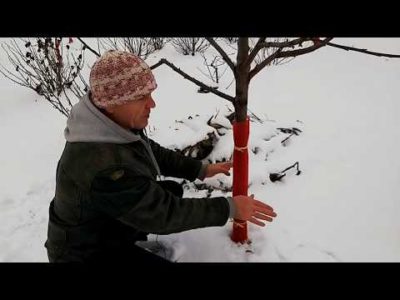 как укрыть молодые плодовые деревья на зиму