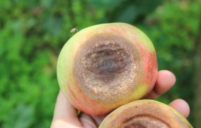 вредители персика и борьба с ними
