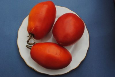сорт томата орлиный клюв