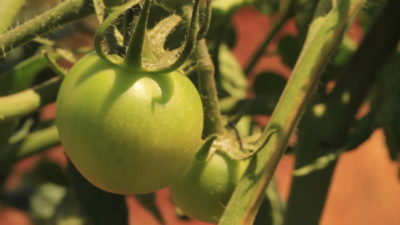 как прививать помидоры