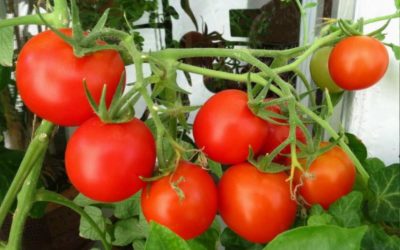переросли помидоры что делать