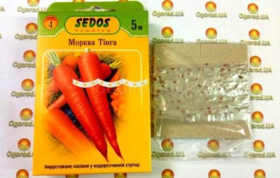 как собрать семена моркови