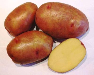 пикассо сорт картофеля