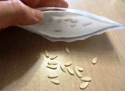как проверить семена перца на всхожесть в соленой воде