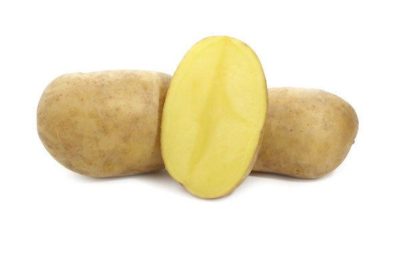 сорт картофеля вега