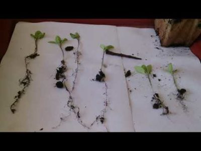 подготовка семян баклажан к посеву на рассаду