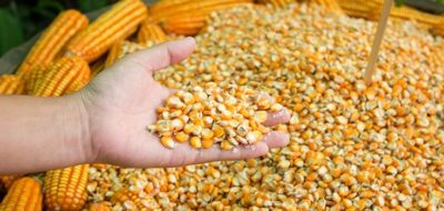 как сажать кукурузу в открытый грунт семенами