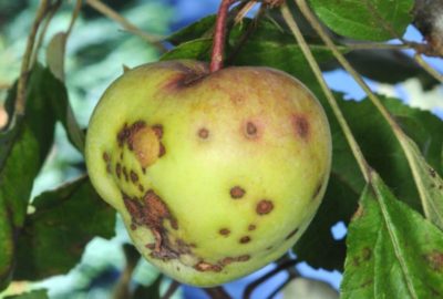 болезни молодых яблонь