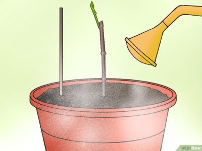 как посадить черешню весной пошаговое руководство