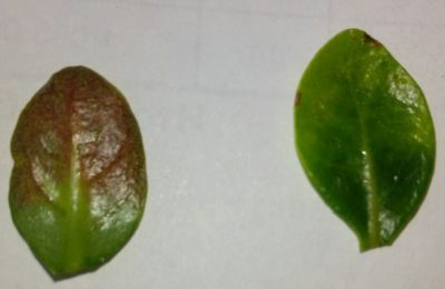 почему опадают нижние листья у рассады перцев