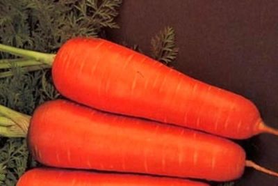 крупные сорта моркови