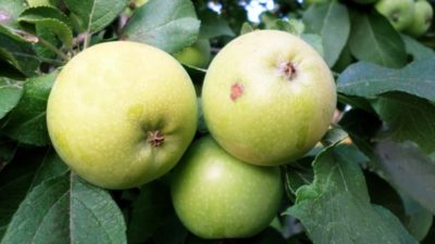 сорт яблони ауксис