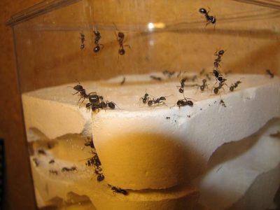 муравьи в теплице с помидорами как избавиться