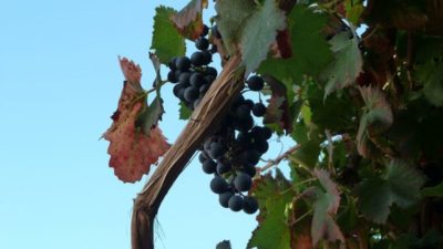 цитронный магарача сорт винограда