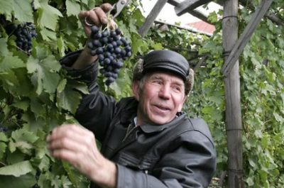 как сохранить виноград на зиму в домашних условиях