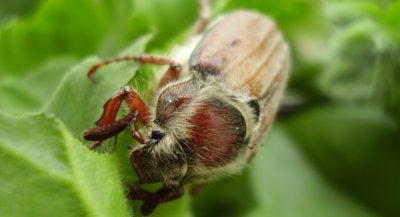 как избавиться от майского жука в клубнике