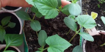 как сажать капусту в открытый грунт рассадой