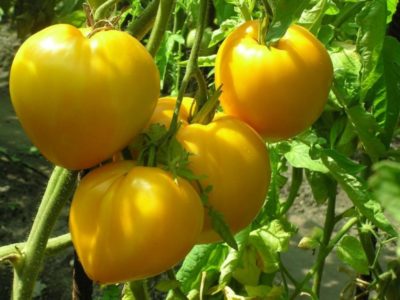 сорта томатов для нижегородской области