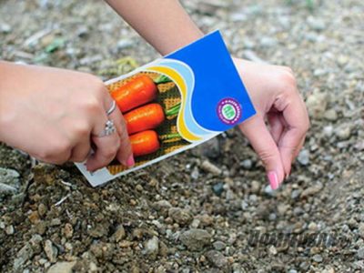 сроки посадки моркови в открытый грунт семенами