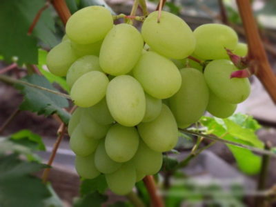 сорт винограда томайский