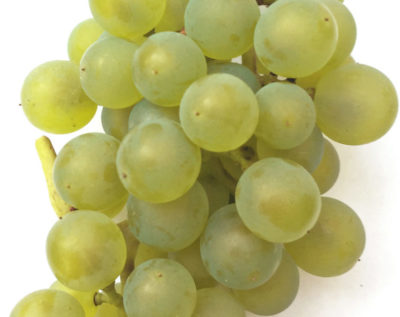 сушеный белый виноград