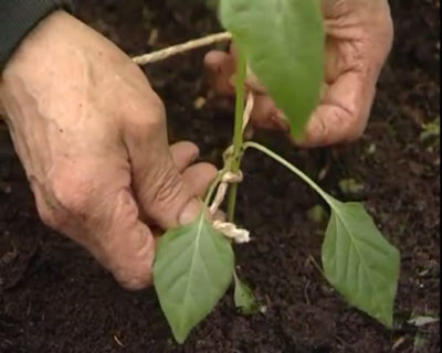 как посадить перец в грунт