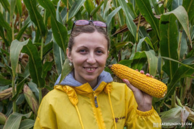 как пасынковать кукурузу