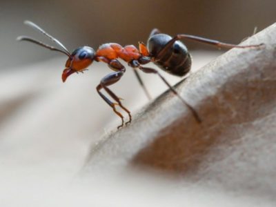 муравьи на клубнике как избавиться