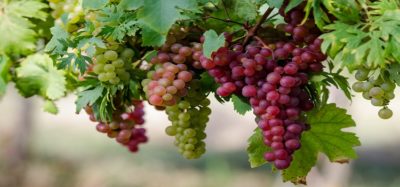 болезни саженцев винограда